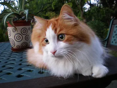 Турецкая ангора кошка короткошерстная - картинки и фото koshka.top