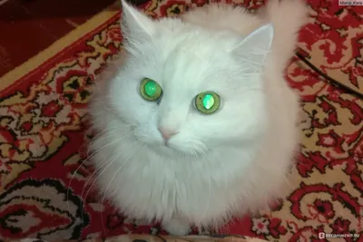 Турецкая ангора кошка - красивые фото