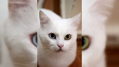 Турецкая кошка - 70 фото