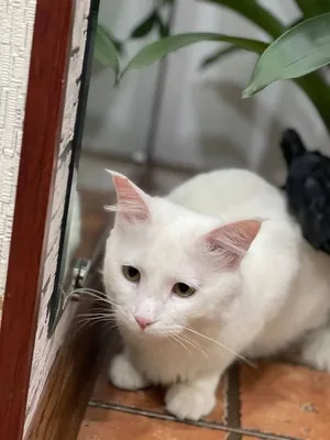 Породистый кот(турецкая ангора)ищет любящих хозяев в Пятигорске