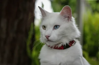 Турецкая ангора: описание породы, фото кота и характер ангорской кошки,  уход и содержание ангорки