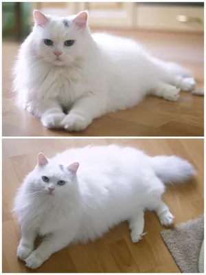 Ангорская кошка: фото, о породе, характере, здоровье
