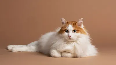 Турецкий ван кошка: фото, характер, описание породы