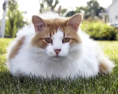 Турецкий ван - одна из древнейших пород кошек. Отличается крепким здоровьем  унаследованным от предков. У них прекрасный аппетит, хороший иммунитет и  выносливость.