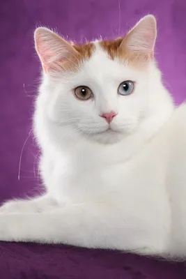 Турецкий кот Ангора на посту царапины Стоковое Фото - изображение  насчитывающей любимчик, анисовки: 166872718