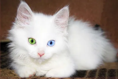 Турецкий Ван: 5 поразительных вещей, которые следует знать про эту породу  кошек - Коточек
