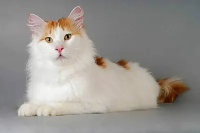 Турецкий кот - белая сила и грация» — создано в Шедевруме