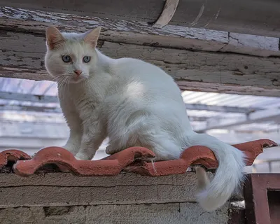 Ванская кошка | Cайт о Турции
