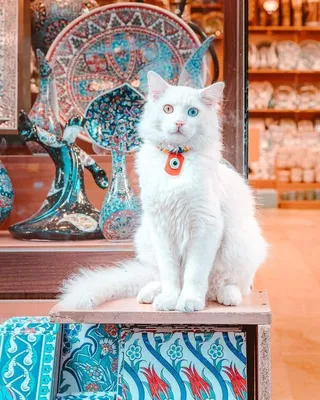 Ангорская кошка — Википедия