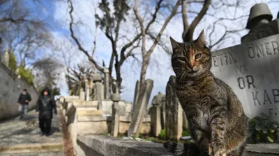 Турецкий ван - Породы кошек | Некоммерческий учебно-познавательный  интернет-портал Зоогалактика