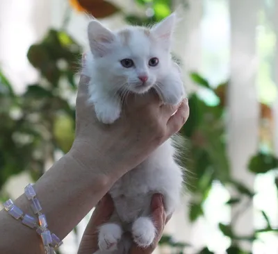 Порода кошек Турецкий ван: фото, описание