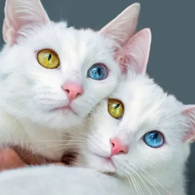 Красивый турецкий кот Ангора Стоковое Изображение - изображение  насчитывающей кот, волосы: 162929939
