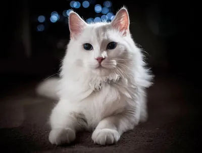 Турецкая ангора кошка: описание породы, правила ухода, характер, кормление