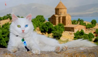 Турецкий кот с разным цветом глаз…» — создано в Шедевруме