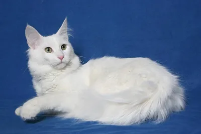 Турецкий кот Ангора на белой предпосылке Стоковое Изображение - изображение  насчитывающей вытаращиться, разведенными: 145390427