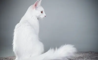 Порода кошек Турецкий Ван — описание, фото, характеристика