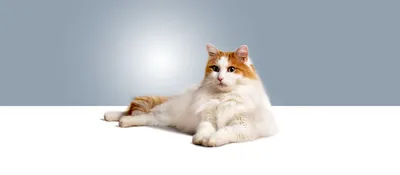 Турецкие породы кошек с фотографиями, названиями и описанием