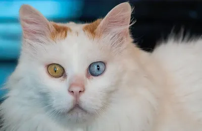 Турецкий ван - описание породы кошек: характер, особенности поведения,  размер, отзывы и фото - Питомцы Mail.ru
