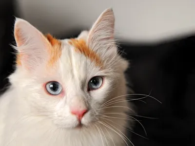 Турецкий ван: Удивительная кошка из Восточной Анатолии - YouTube
