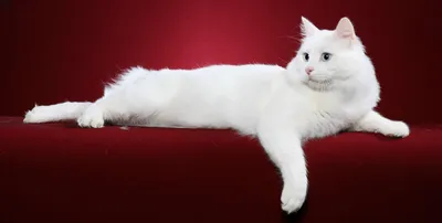 Порода кошек Турецкий Ван — описание, фото, характеристика