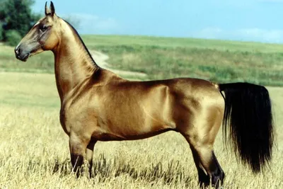 [71+] Туркменские лошади фото фото