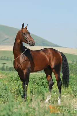 Гельды Кяризов: «В Туркменистане губят ахалтекинскую породу лошадей» |  Центр-1 / Centre1.com - Новости из Узбекистана