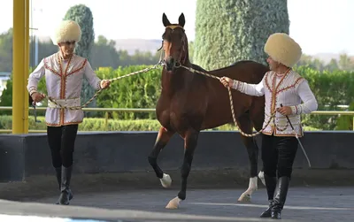 Туркменистан: лошади как гарант стабильной экономики | Eurasianet