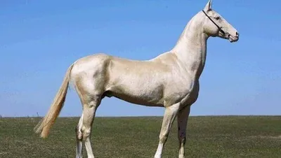 Президенту Туркменистана подарили 8 коней в честь праздника (видео) -  Хроника Туркменистана