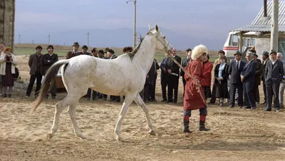 В Туркменистане построят конюшню на 600 ахалтекинских лошадей — Today.kg