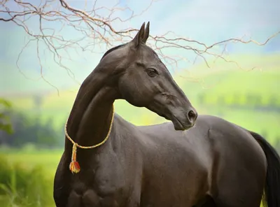 Современные лошади пришли с Востока | Prokoni.ru