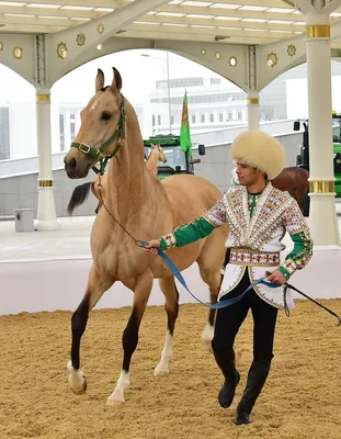 В Ашхабаде состоялся смотр лучших представителей ахалтекинской породы  лошадей | Общество