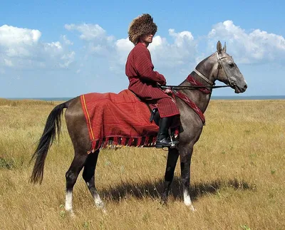Золотистая лошадь Туркменистан Стоковое Фото - изображение насчитывающей  племенник, мужчина: 27840606