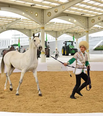IRNA Pусский - Фестиваль туркменской лошади в Иране