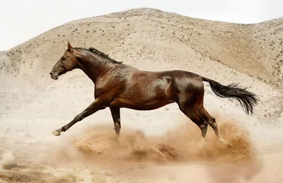 В Туркмении пройдет международный конкурс красоты лошадей | Prokoni.ru
