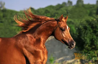 Туркменские ахалтекинцы – наследники «небесных коней