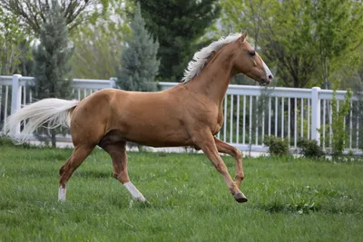 IRNA Pусский - Фестиваль туркменской лошади в Иране