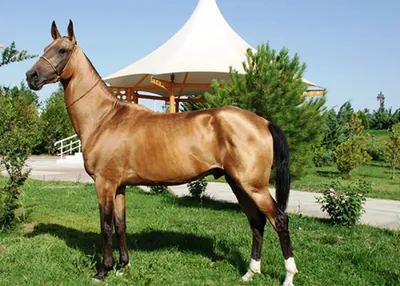 Turkmen Stories: Caspian - Central Asia | 🌟 Ахалтекинский конь, как \"змей,  гепарда и орла – единый сплав\" | Facebook
