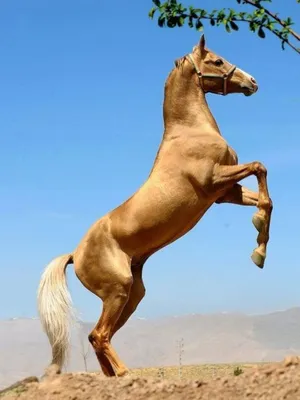 Туркменские ахалтекинцы – наследники «небесных коней