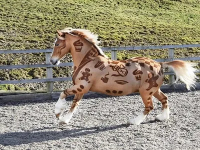 Тыгыдымский конь - 67 фото