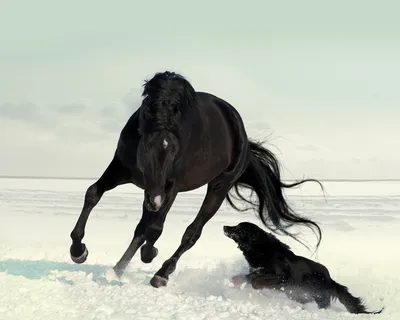 Тыгыдымский конь - 75 фото