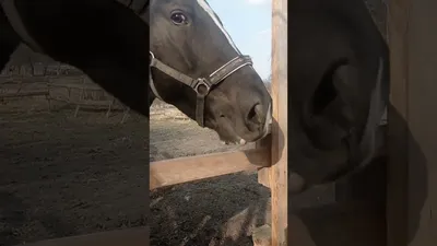 Тыгыдым- тыгыдым! Тыгыдымский конь! Конь не мой, но керамический и свистит)  #7cvetik70 | Instagram
