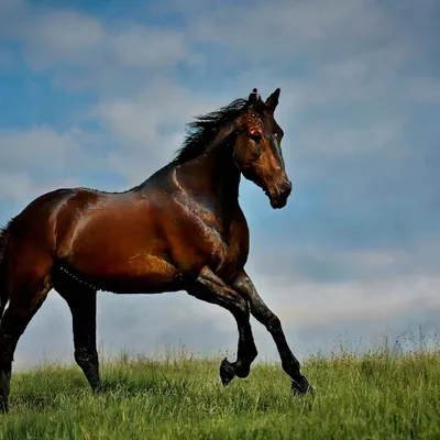 Тыгыдымский конь, эстетично, красиво…» — создано в Шедевруме