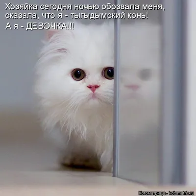 Тыгыдымский конь кот Смоки ищет дом! 🏡😸 Москва и МО | Кошки и собаки в  добрые руки! 🏡 | Дзен