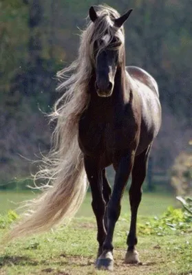 Тыгыдымский конь - 67 фото
