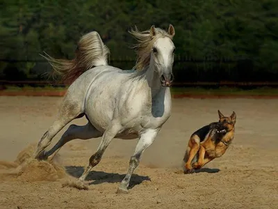 Тыгыдымский конь – лучший сувенир станы - МК Ярославль