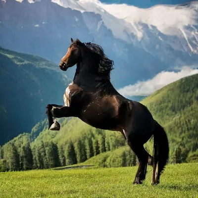 Тыгыдымский конь» — создано в Шедевруме