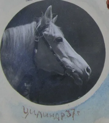 тыгыдымский конь - YouTube