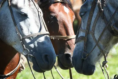 Тыгдынский конь - 61 фото
