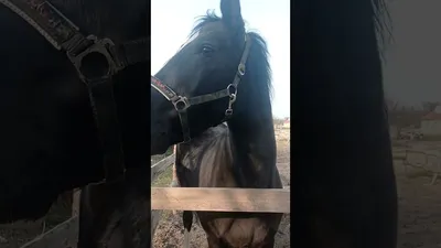Тыгыдымский конь: правда или вымысел? | Пикабу