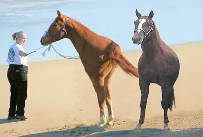 Тыгыдымский конь фото фотографии